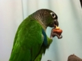 [Conure][ウロコインコ]