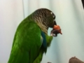 [Conure][ウロコインコ]