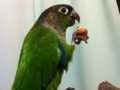 [Conure][ウロコインコ]