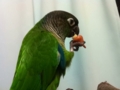 [Conure][ウロコインコ]