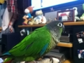 [Conure][ウロコインコ]