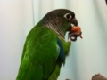 [Conure][ウロコインコ]