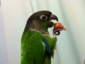 [Conure][ウロコインコ]