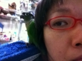 [Conure][ウロコインコ]