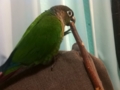 [Conure][ウロコインコ]