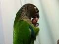 [Conure][ウロコインコ]