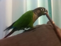 [Conure][ウロコインコ]