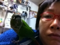 [Conure][ウロコインコ]