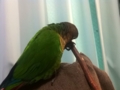 [Conure][ウロコインコ]