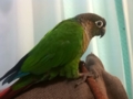 [Conure][ウロコインコ]