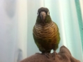 [Conure][ウロコインコ]