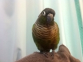 [Conure][ウロコインコ]