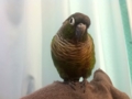 [Conure][ウロコインコ]