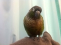 [Conure][ウロコインコ]