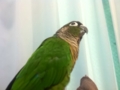 [Conure][ウロコインコ]