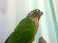 [Conure][ウロコインコ]