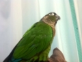 [Conure][ウロコインコ]