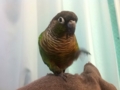 [Conure][ウロコインコ]