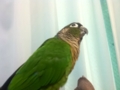 [Conure][ウロコインコ]