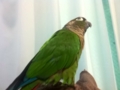 [Conure][ウロコインコ]