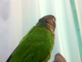 [Conure][ウロコインコ]