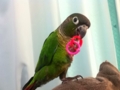 [Conure][ウロコインコ]