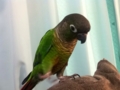 [Conure][ウロコインコ]