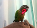 [Conure][ウロコインコ]