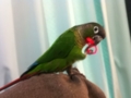 [Conure][ウロコインコ]