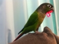 [Conure][ウロコインコ]