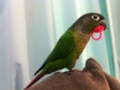 [Conure][ウロコインコ]