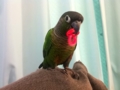 [Conure][ウロコインコ]