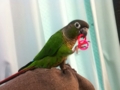 [Conure][ウロコインコ]