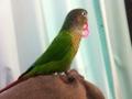 [Conure][ウロコインコ]