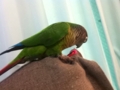 [Conure][ウロコインコ]