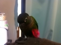 [Conure][ウロコインコ]