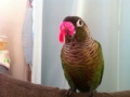 [Conure][ウロコインコ]