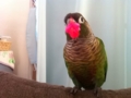 [Conure][ウロコインコ]