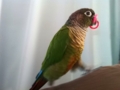 [Conure][ウロコインコ]