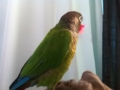 [Conure][ウロコインコ]