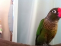 [Conure][ウロコインコ]