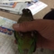 [Conure][ウロコインコ]