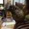 [Conure][ウロコインコ]