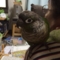 [Conure][ウロコインコ]