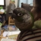 [Conure][ウロコインコ]