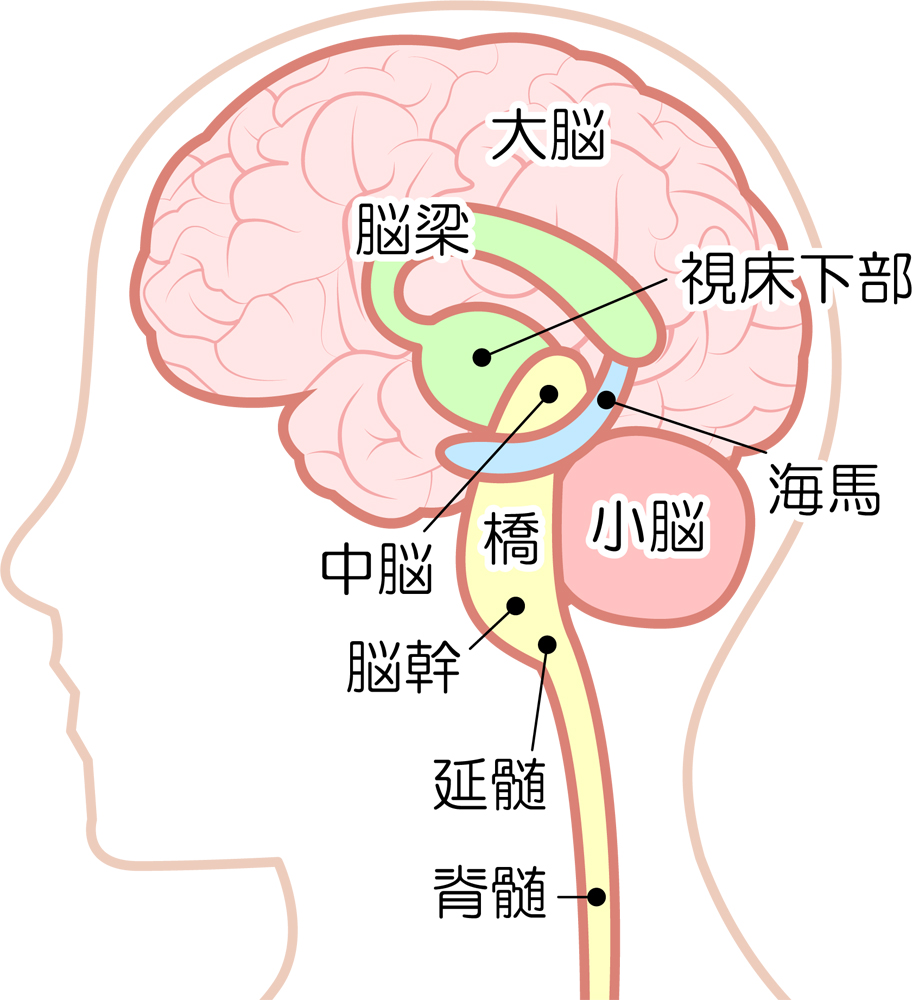 かんたん解説 前頭側頭型認知症とは 症状や特徴を解説 行列の出来る福祉相談所