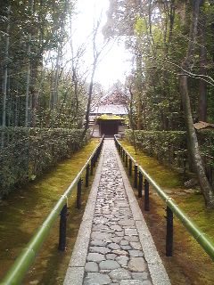 高桐院の竹林道。静かで綺麗ですてき！でも雨降ってきちゃった