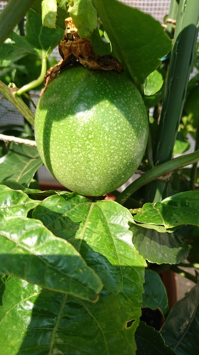 f:id:gekkoujyu:20190817144104j:plain