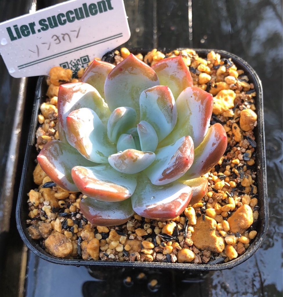 ソンヨウン - たったにく