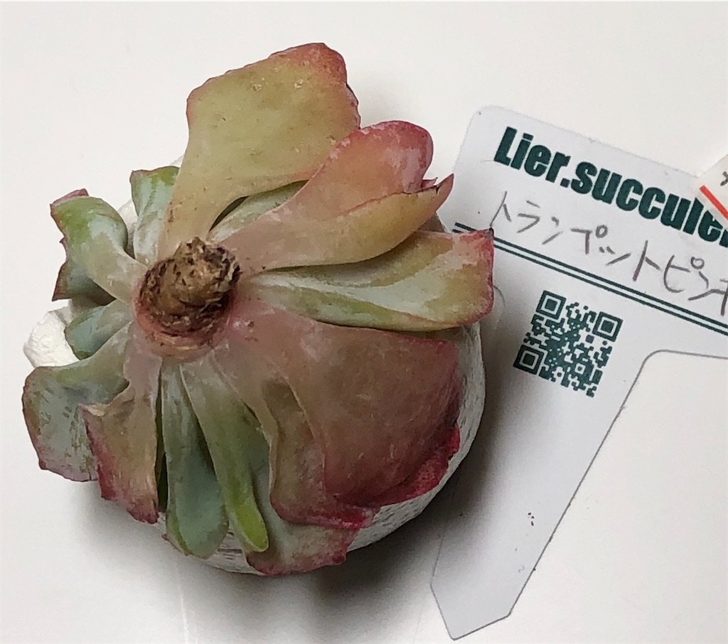 f:id:gekosuke1001:20201005222553j:image